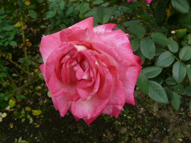 e0145782_17413349.jpg