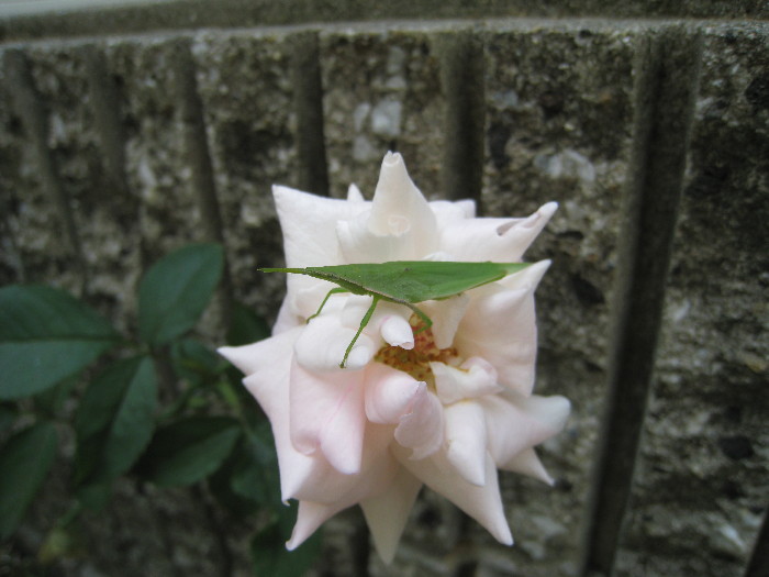 c0132387_23401666.jpg