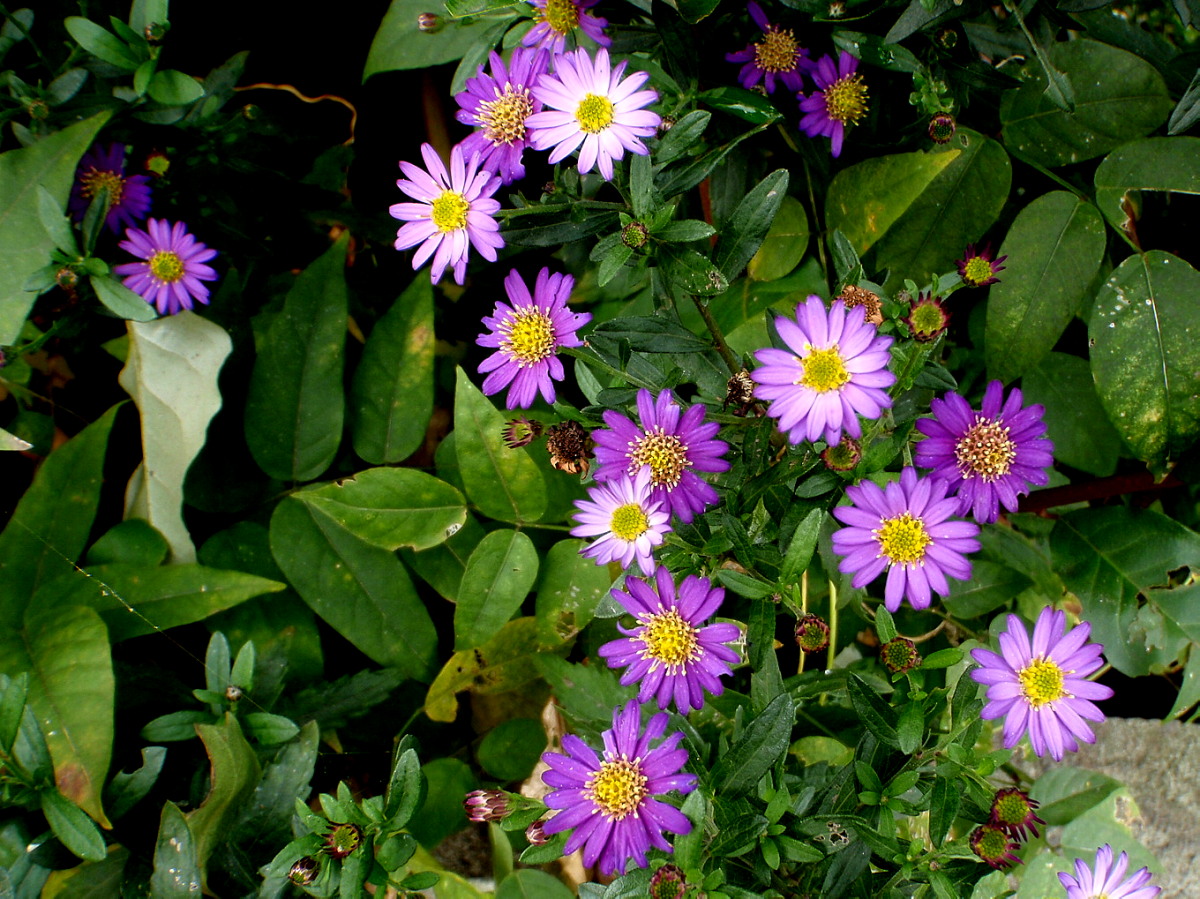 a0007388_941308.jpg