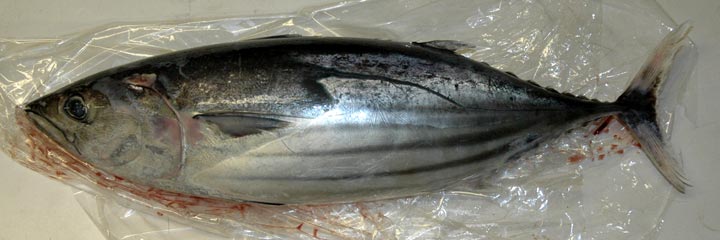 c0170789_17212081.jpg