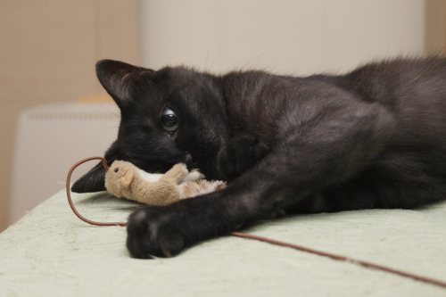 僕のお気に入り 小動物じゃらしが好きな小僧