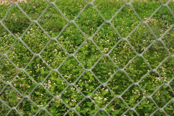 d0133693_7453645.jpg