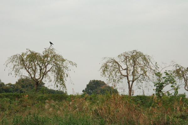 d0133693_7454529.jpg