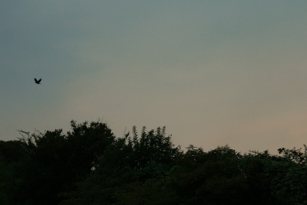 d0133693_7455580.jpg
