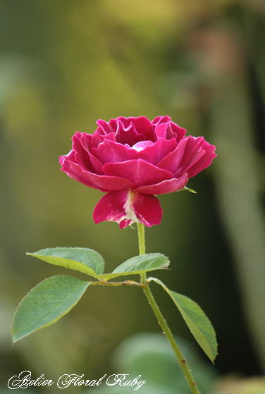 d0001008_1345529.jpg