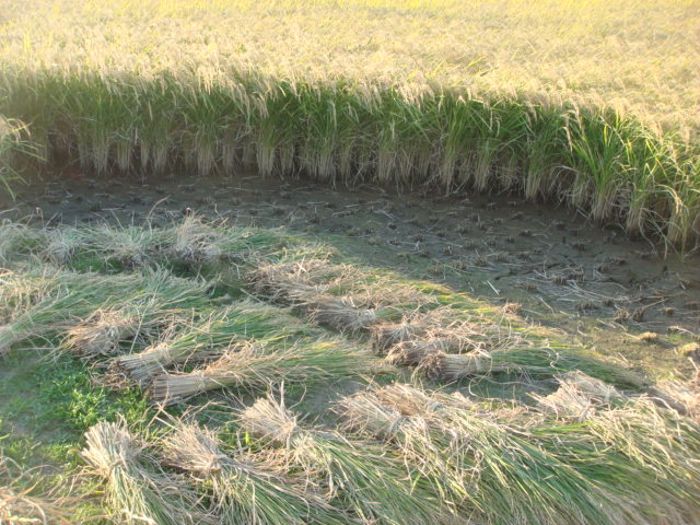 b0097645_5275958.jpg