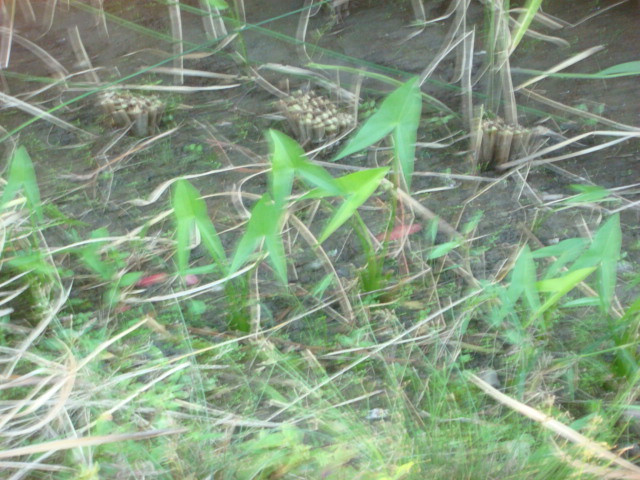 b0097645_5294178.jpg