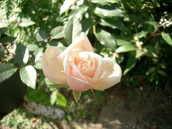 c0186463_16481123.jpg