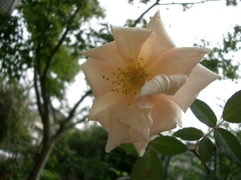 c0186463_16494540.jpg