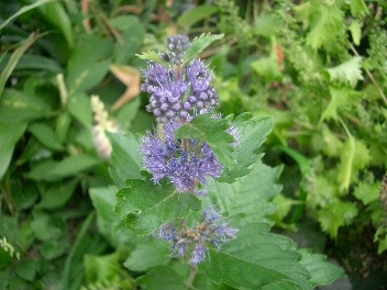 c0186463_17113370.jpg