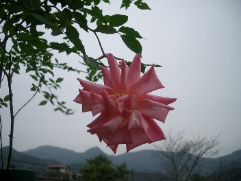 c0186463_174655.jpg