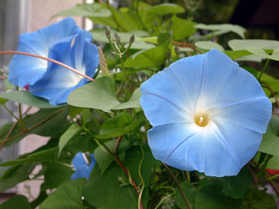 c0050264_11532992.jpg
