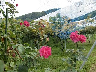 c0187298_21344764.jpg