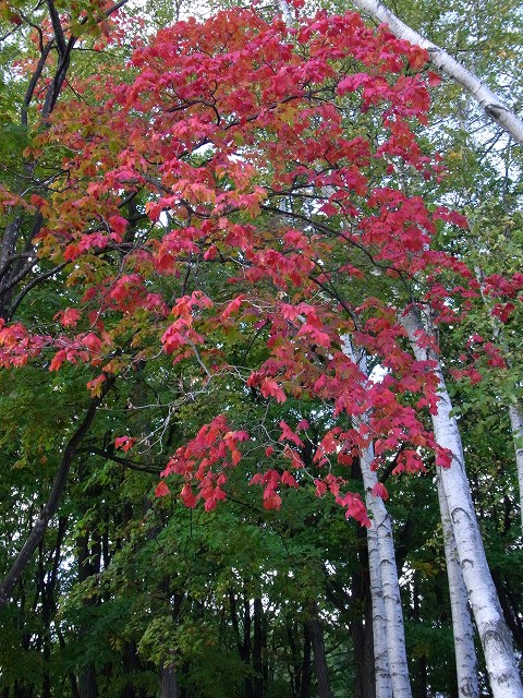 f0157901_123161.jpg
