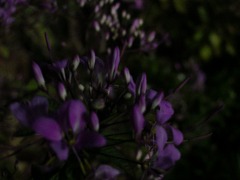c0190010_2030111.jpg