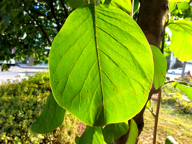 a0101715_23552576.jpg