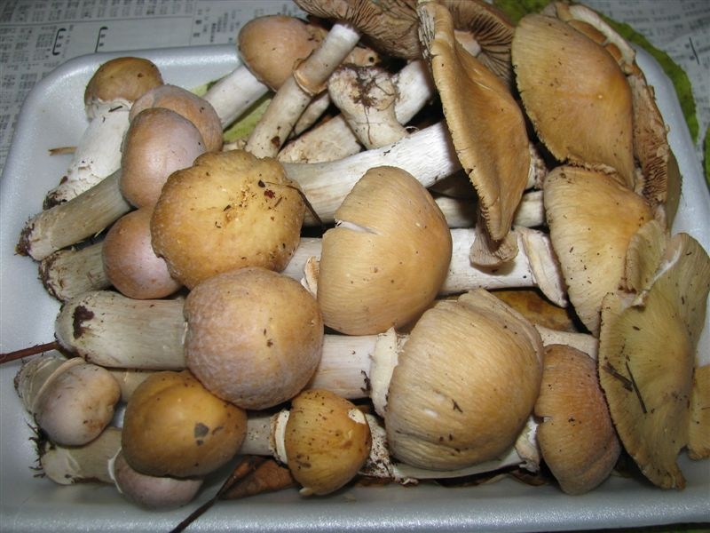 f0151044_8555841.jpg