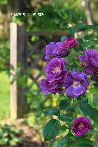c0145250_1773121.jpg