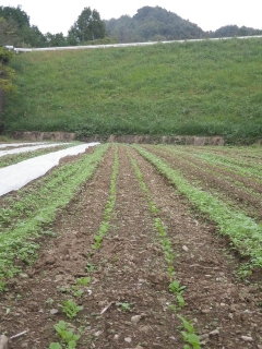 f0055264_1948513.jpg