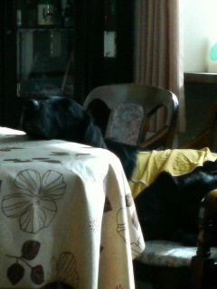 d0116578_13371579.jpg