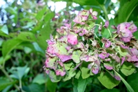 c0057781_15402213.jpg