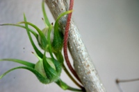 c0057781_15411087.jpg