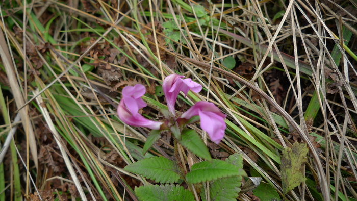 e0024081_21355136.jpg