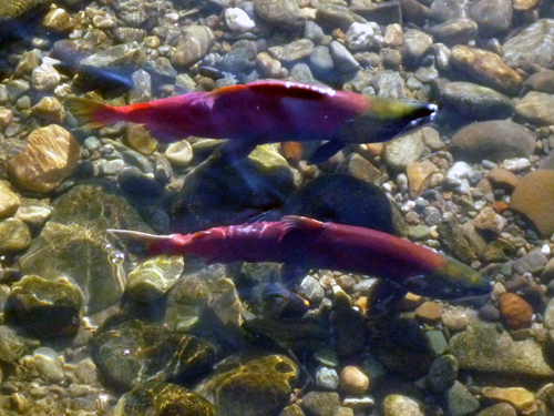 e0091091_13132464.jpg