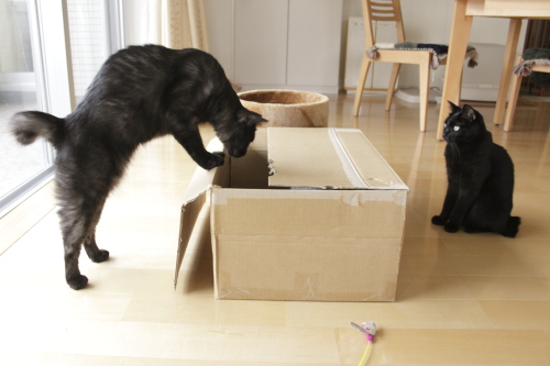 黒黒様の縄張りだぞ! ダンボールをのぞき込む小僧と、それを見ている小娘
