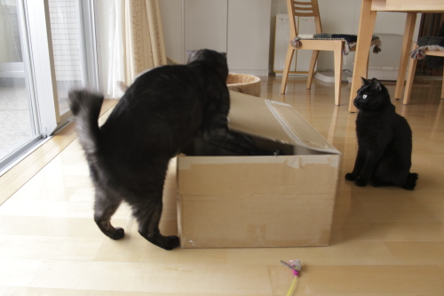 出てこーい! 手をつっこんで、中に隠れている誰かを追い出す小僧