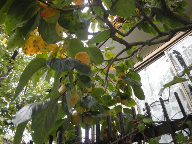 f0130894_21514250.jpg
