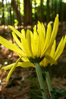 d0005397_3342530.jpg