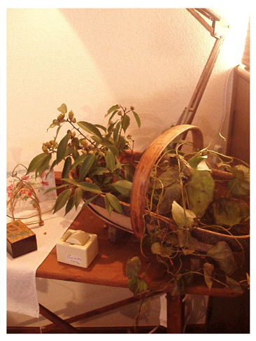 c0129702_853371.gif