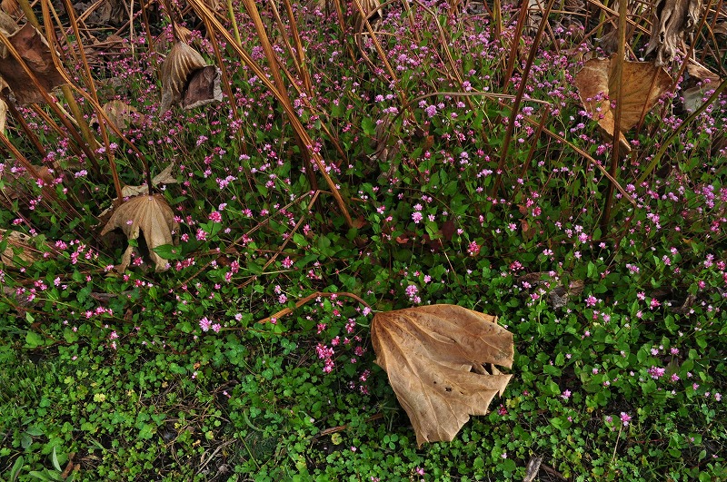 f0213613_22502440.jpg