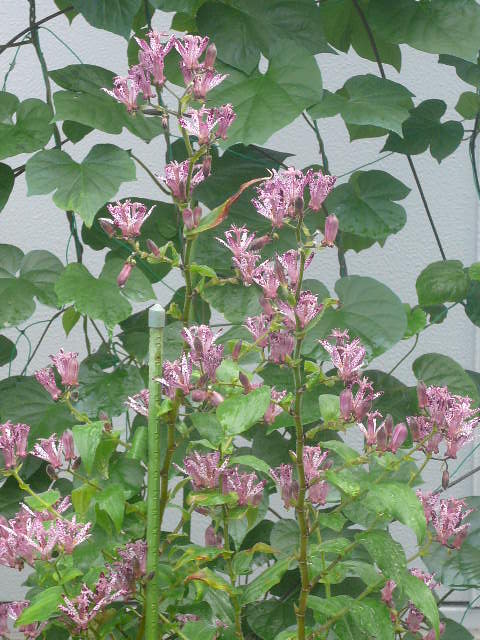 e0026017_1115206.jpg