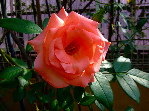 a0104162_1115580.jpg