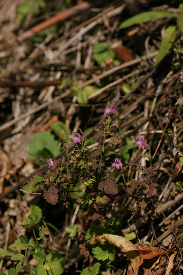 e0054067_21573614.jpg