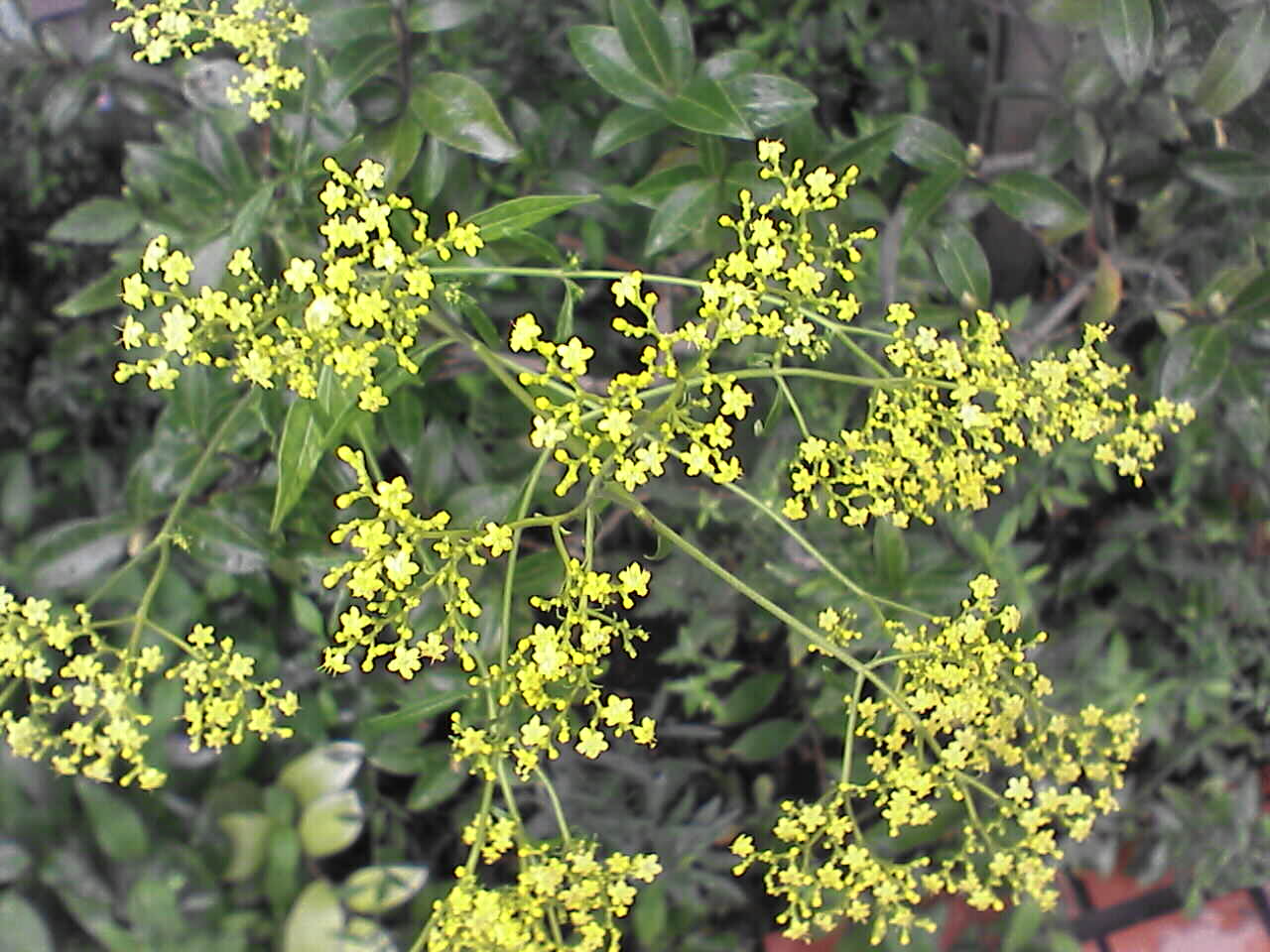 c0069380_1774380.jpg