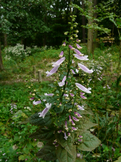 e0145782_18142226.jpg