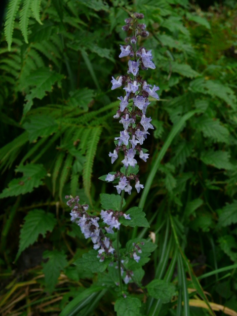 e0145782_18174337.jpg