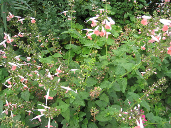 c0132387_0585662.jpg