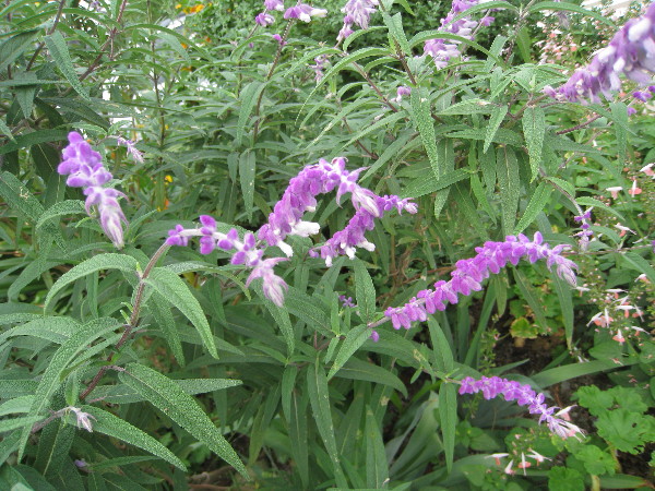 c0132387_059774.jpg