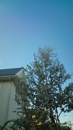 b0207995_2052368.jpg