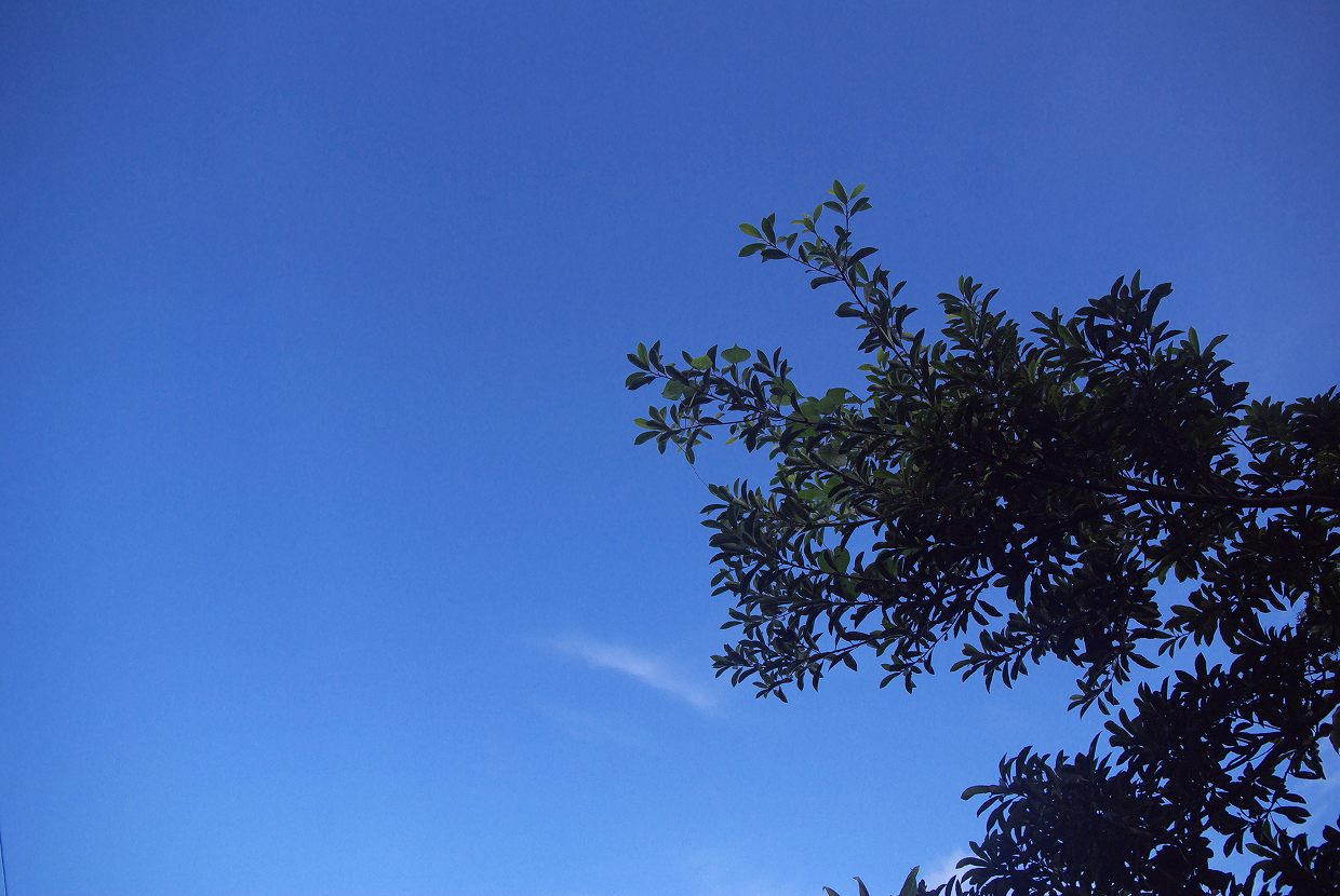 b0174905_891171.jpg