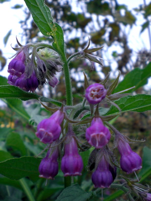 f0144707_727159.jpg