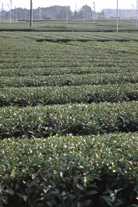 c0209845_128329.jpg