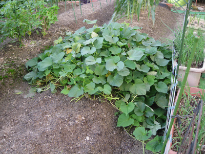 c0145449_20115144.jpg