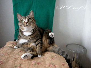 c0176651_15404874.gif