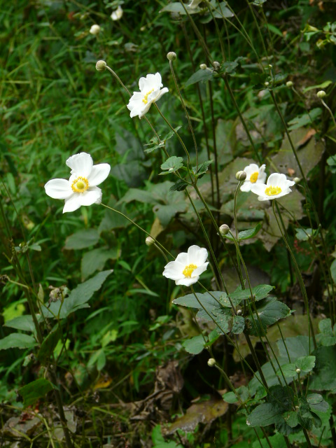 e0145782_172141.jpg