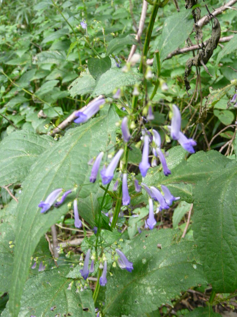 e0145782_1722165.jpg
